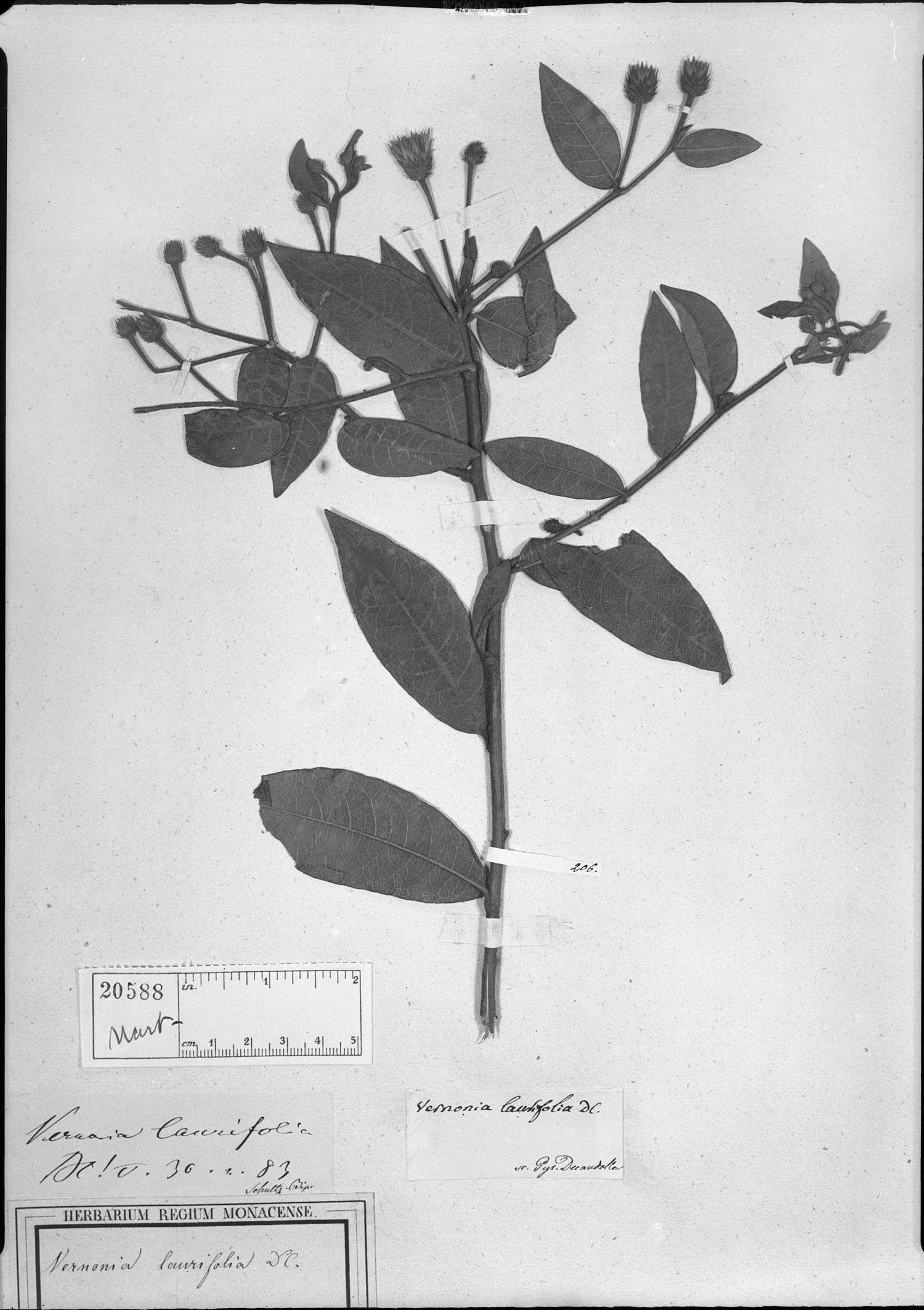 Vernonia laurifolia image