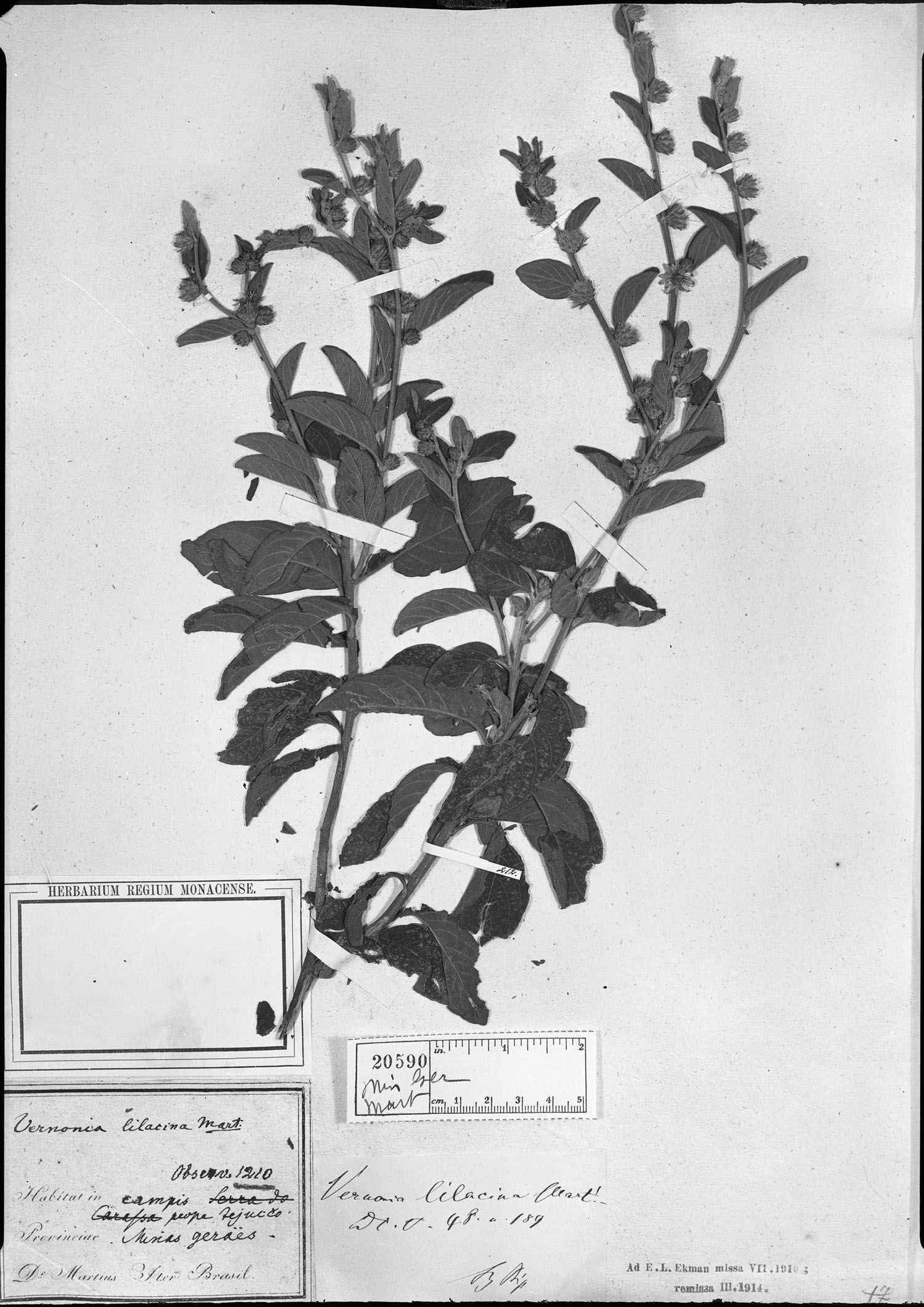 Lepidaploa lilacina image