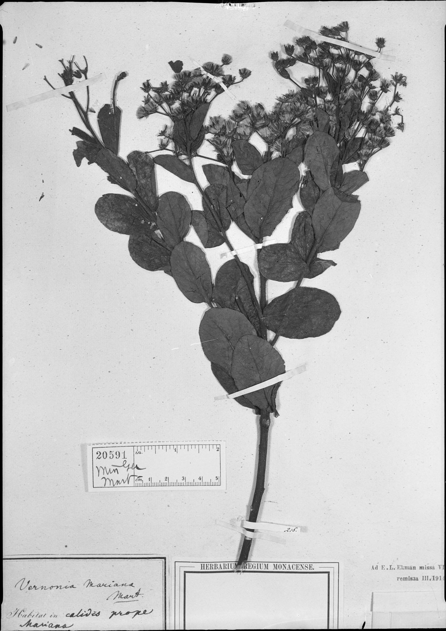Vernonanthura mariana image