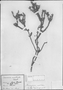Stenocephalum apiculatum image