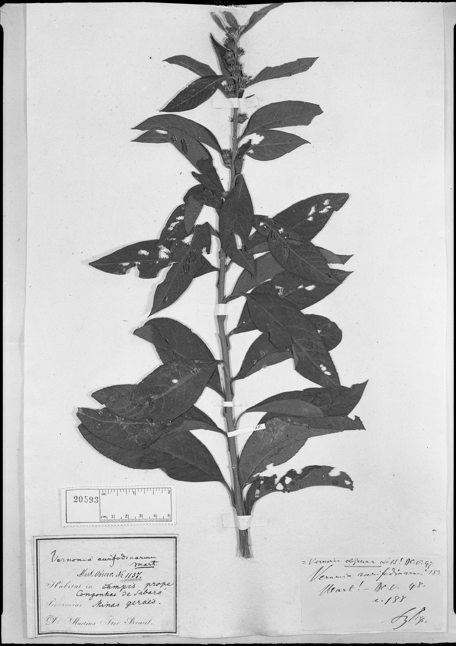 Lessingianthus obscurus image