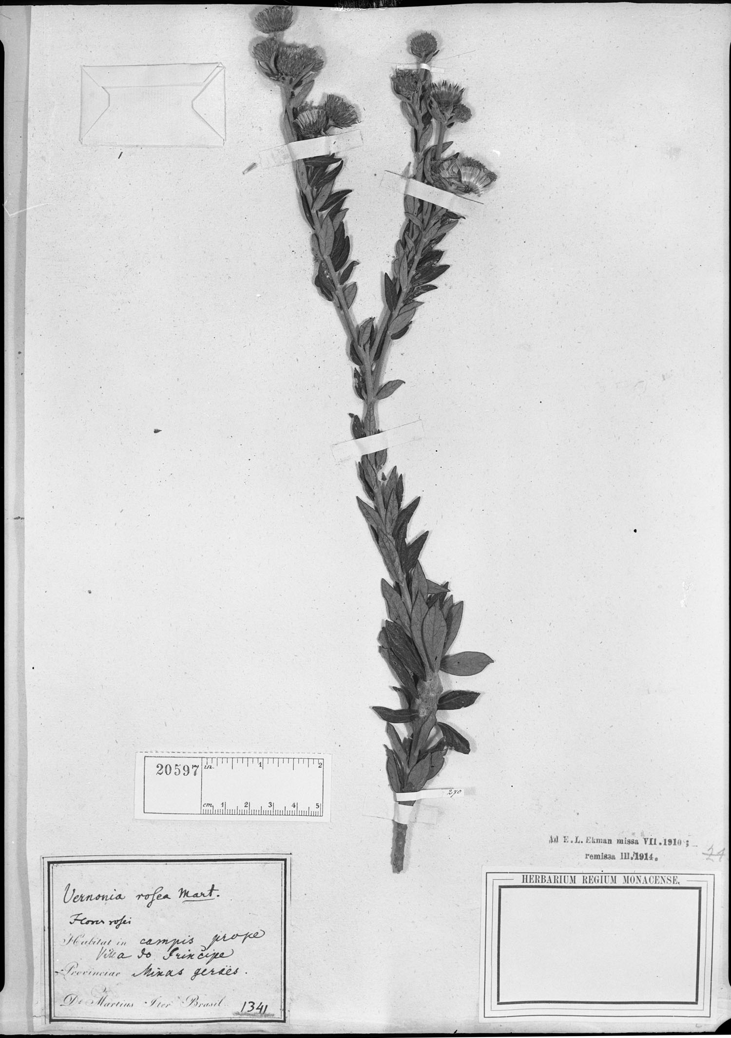 Lessingianthus roseus image