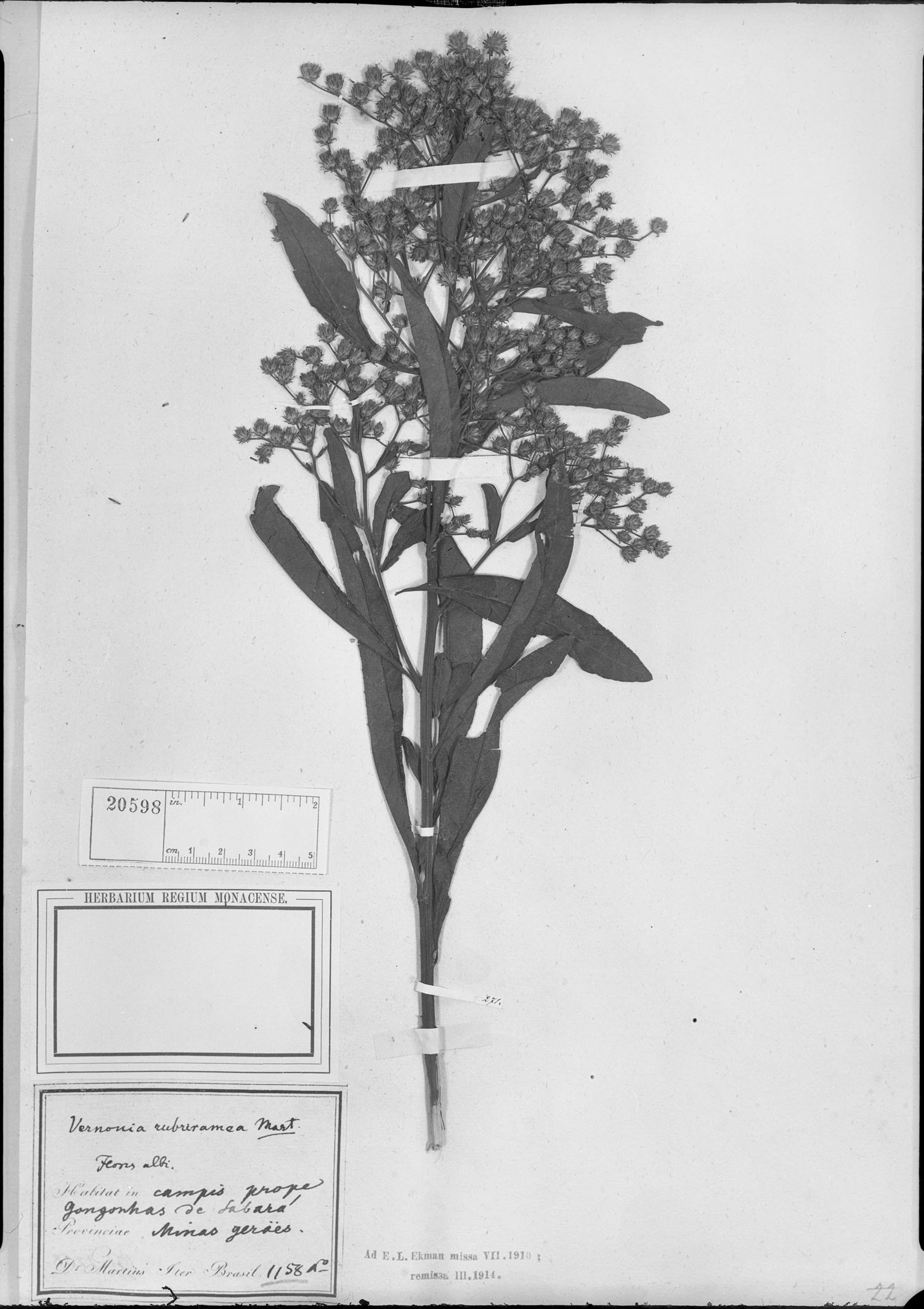 Vernonanthura rubriramea image