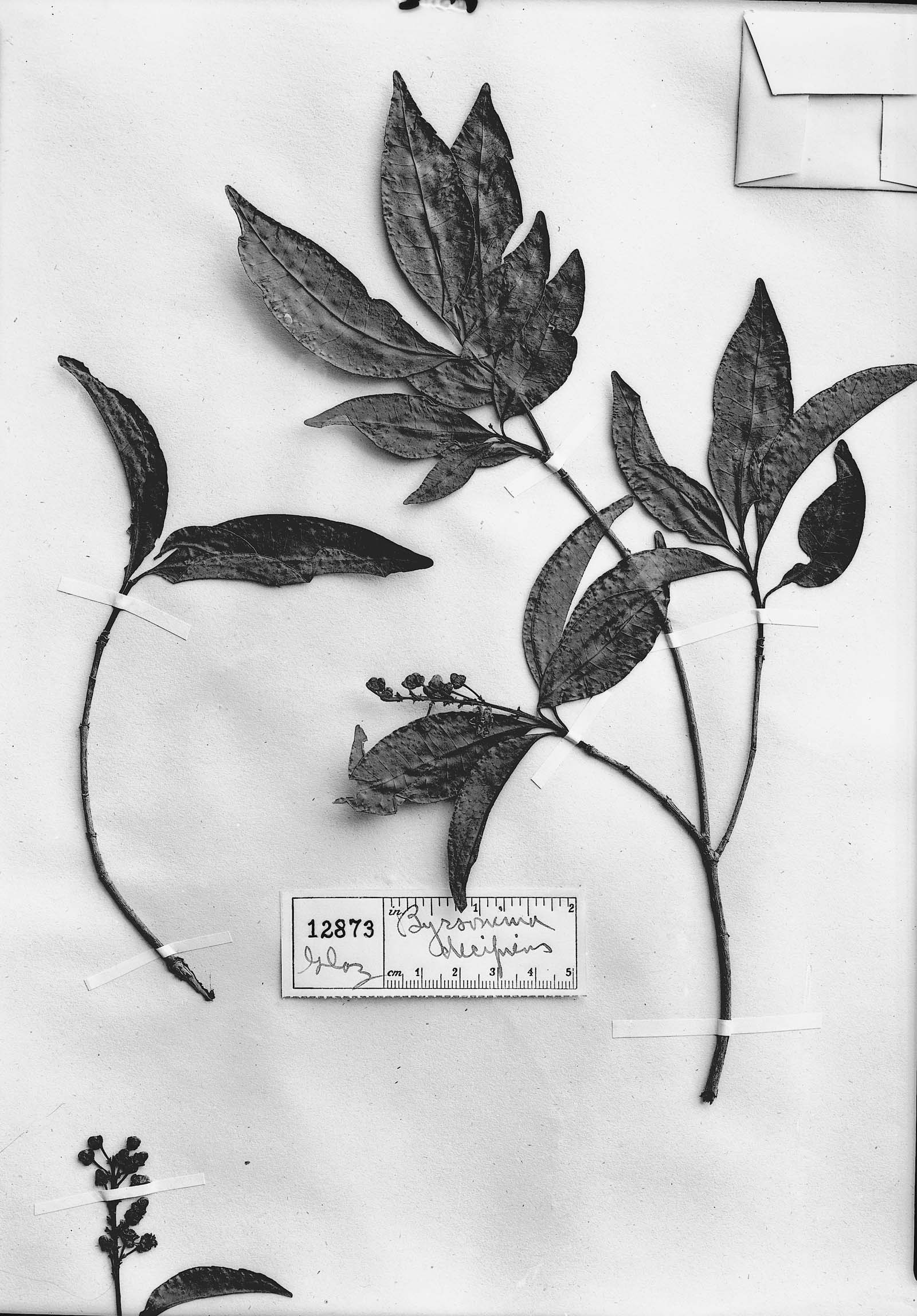 Byrsonima myricifolia image
