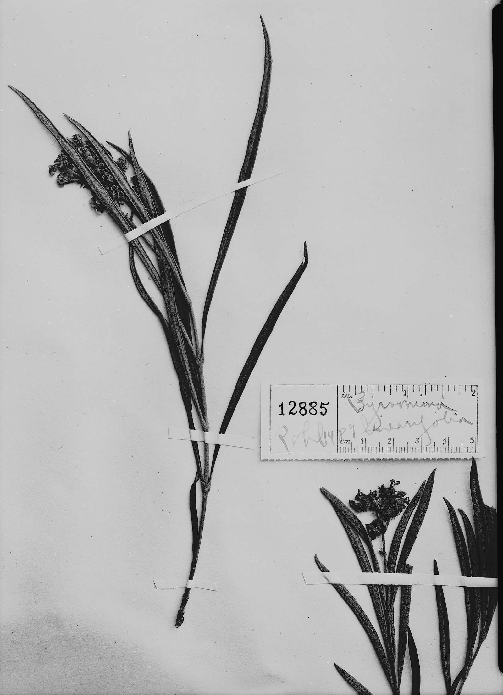 Byrsonima linearifolia image