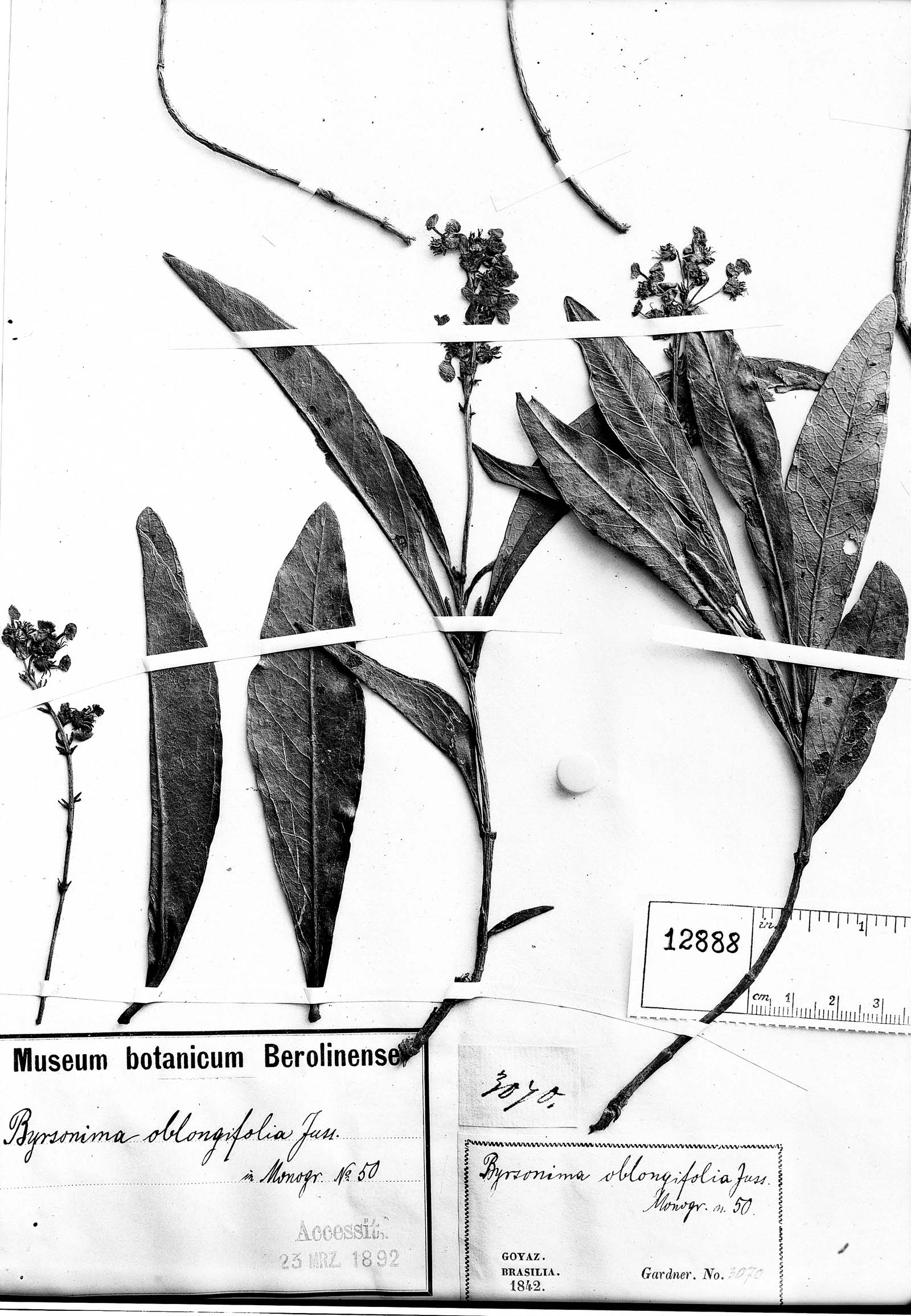 Byrsonima oblongifolia image