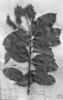 Vochysia crassifolia image