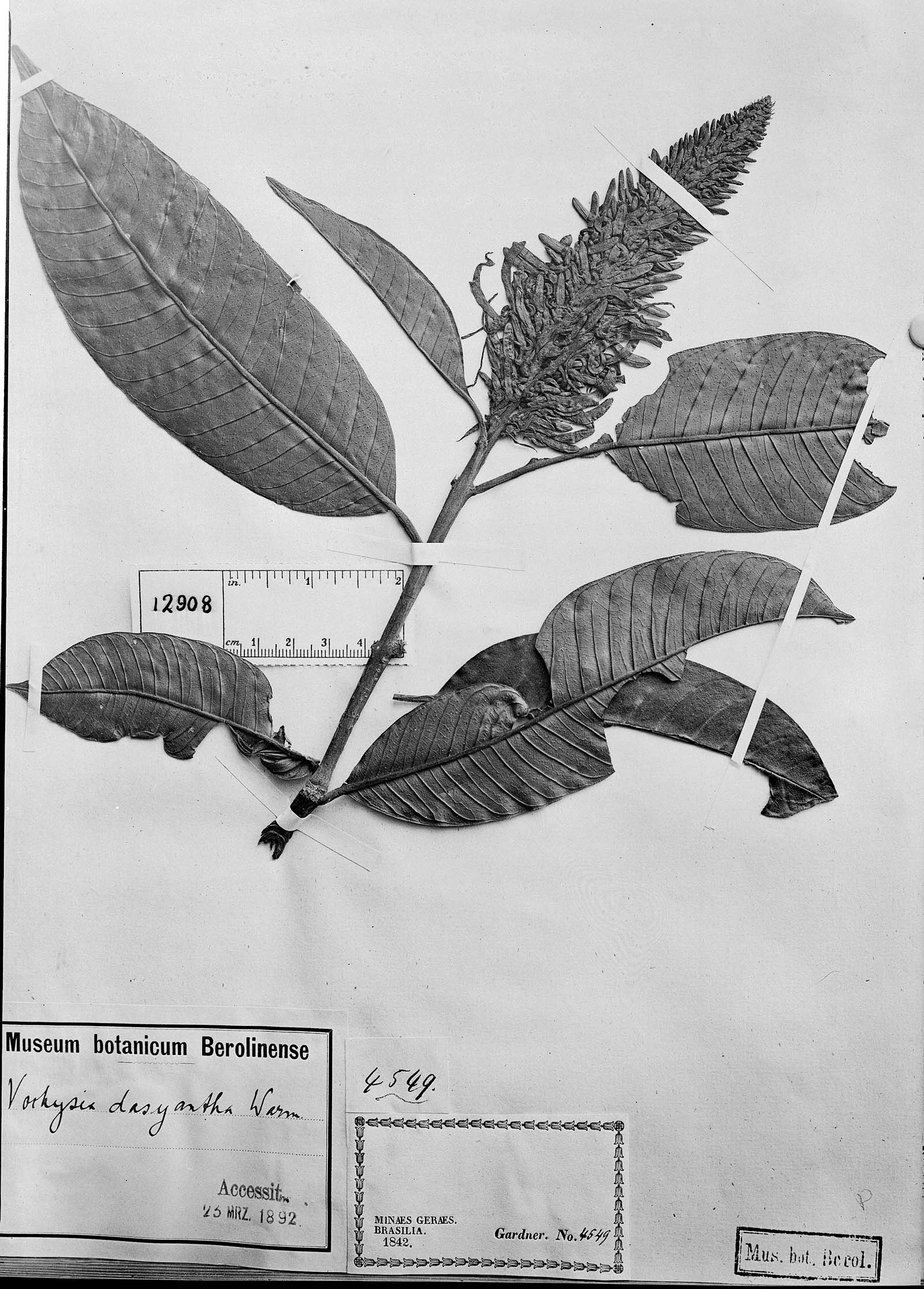 Vochysia dasyantha image