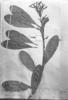 Vochysia selloi image