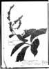 Trigonia macrantha image