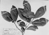 Qualea albiflora image