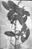 Qualea multiflora subsp. pubescens image