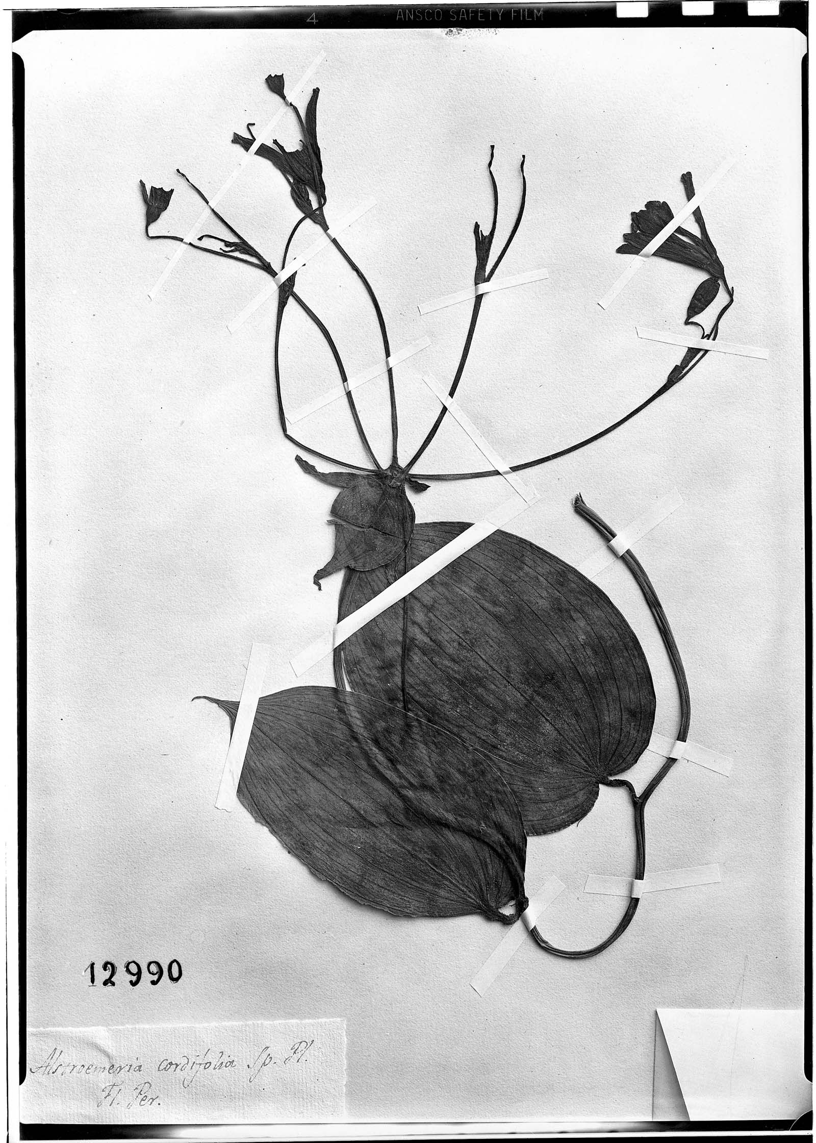 Bomarea cordifolia image