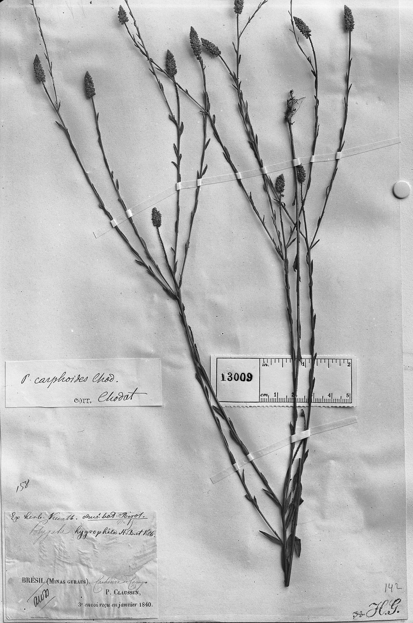 Polygala carphoides image