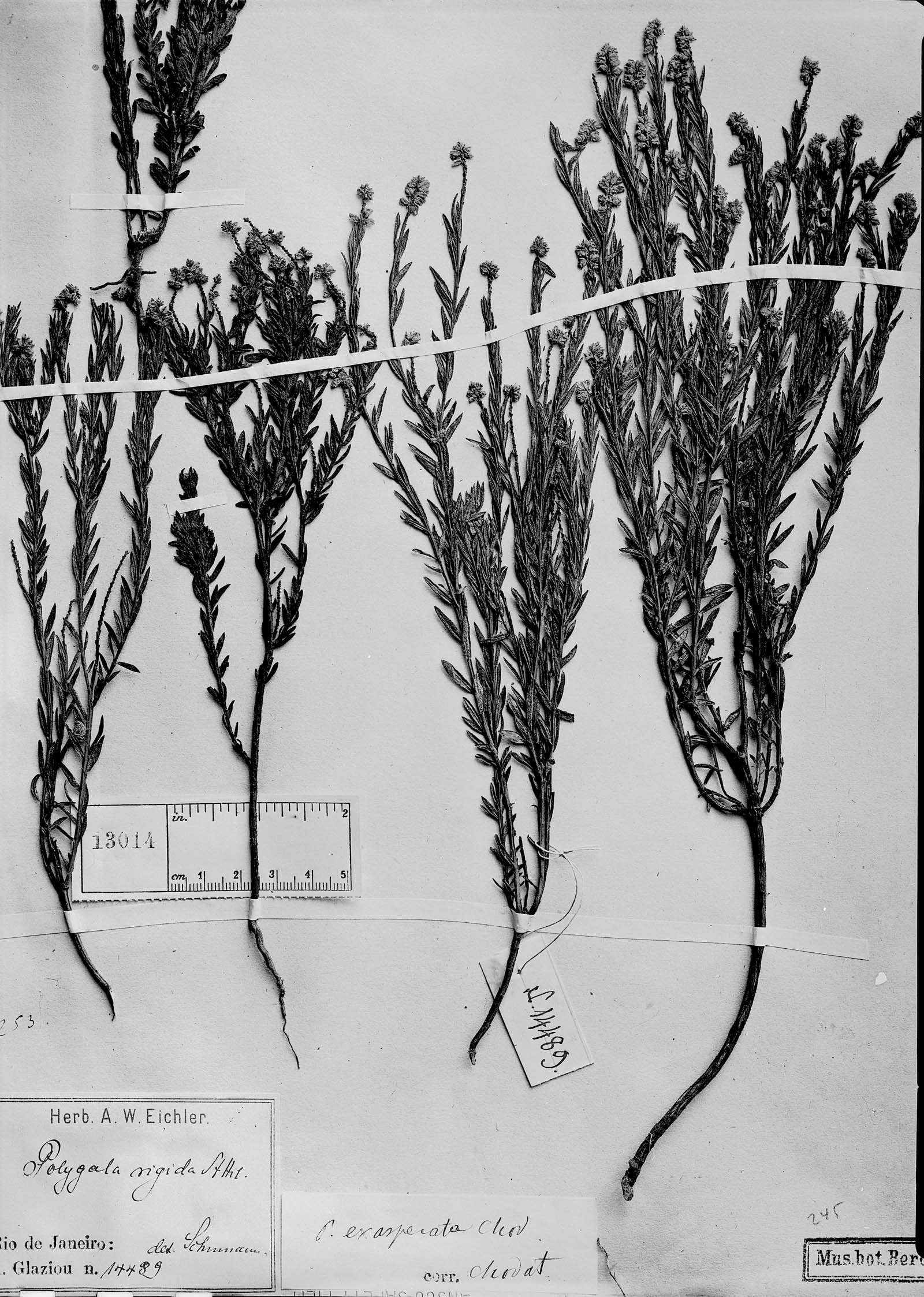 Polygala densifolia image