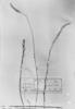 Polygala gracilis image