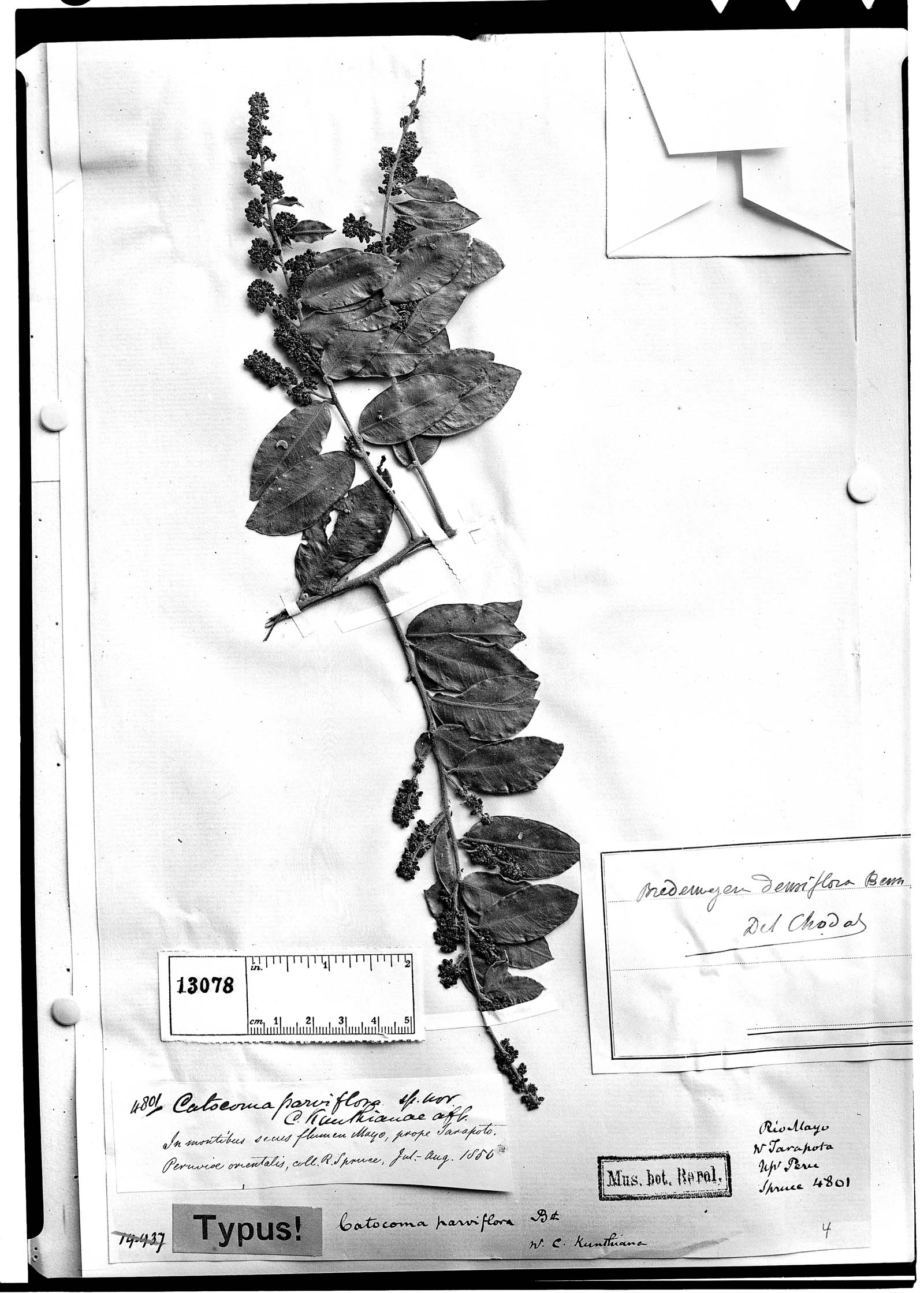 Bredemeyera densiflora image