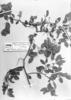 Securidaca ovalifolia image