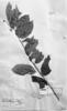Securidaca paniculata var. lasiocarpa image