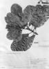 Anacardium spruceanum image