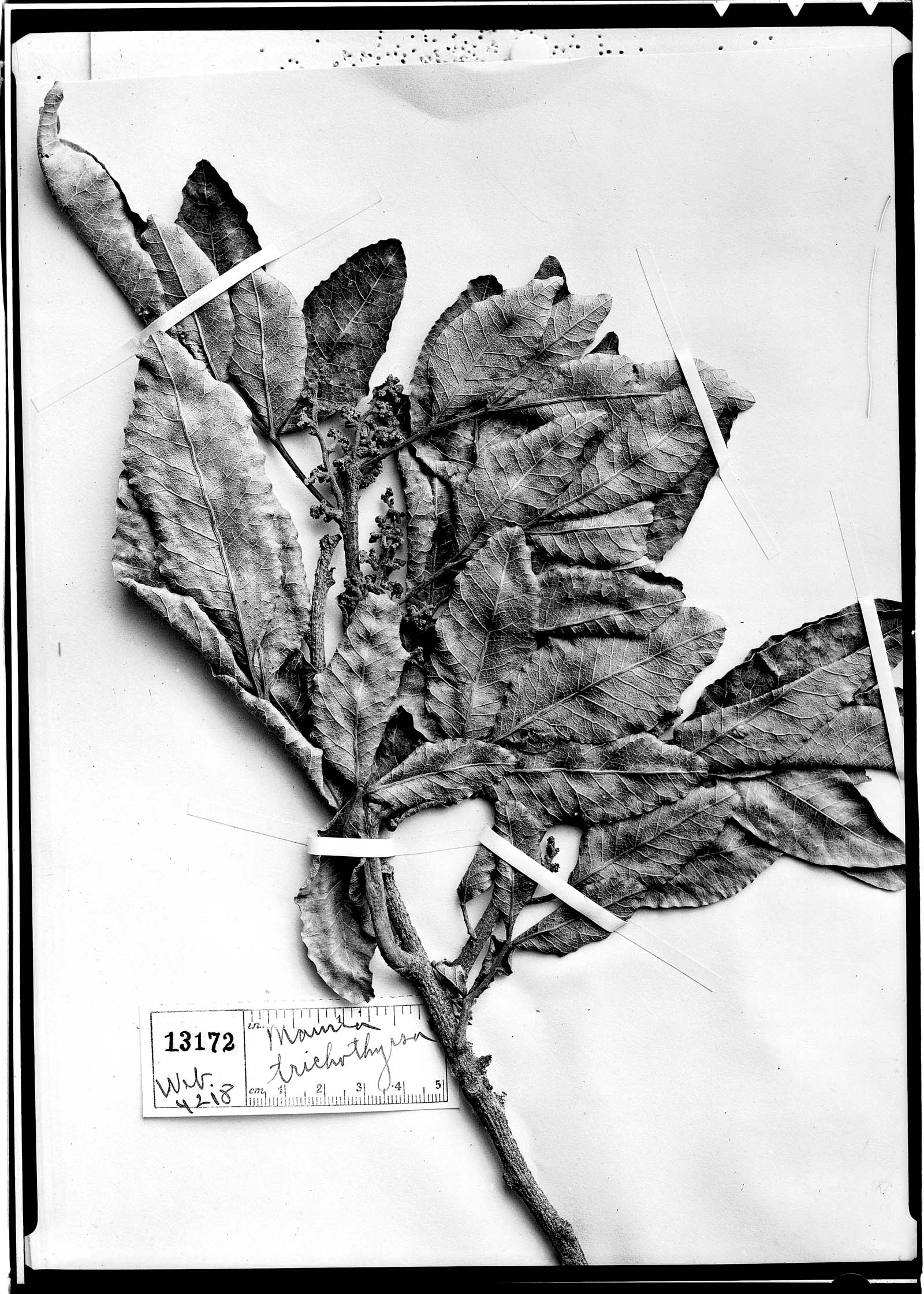 Mauria trichothyrsa image