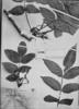 Loxopterygium huasango image