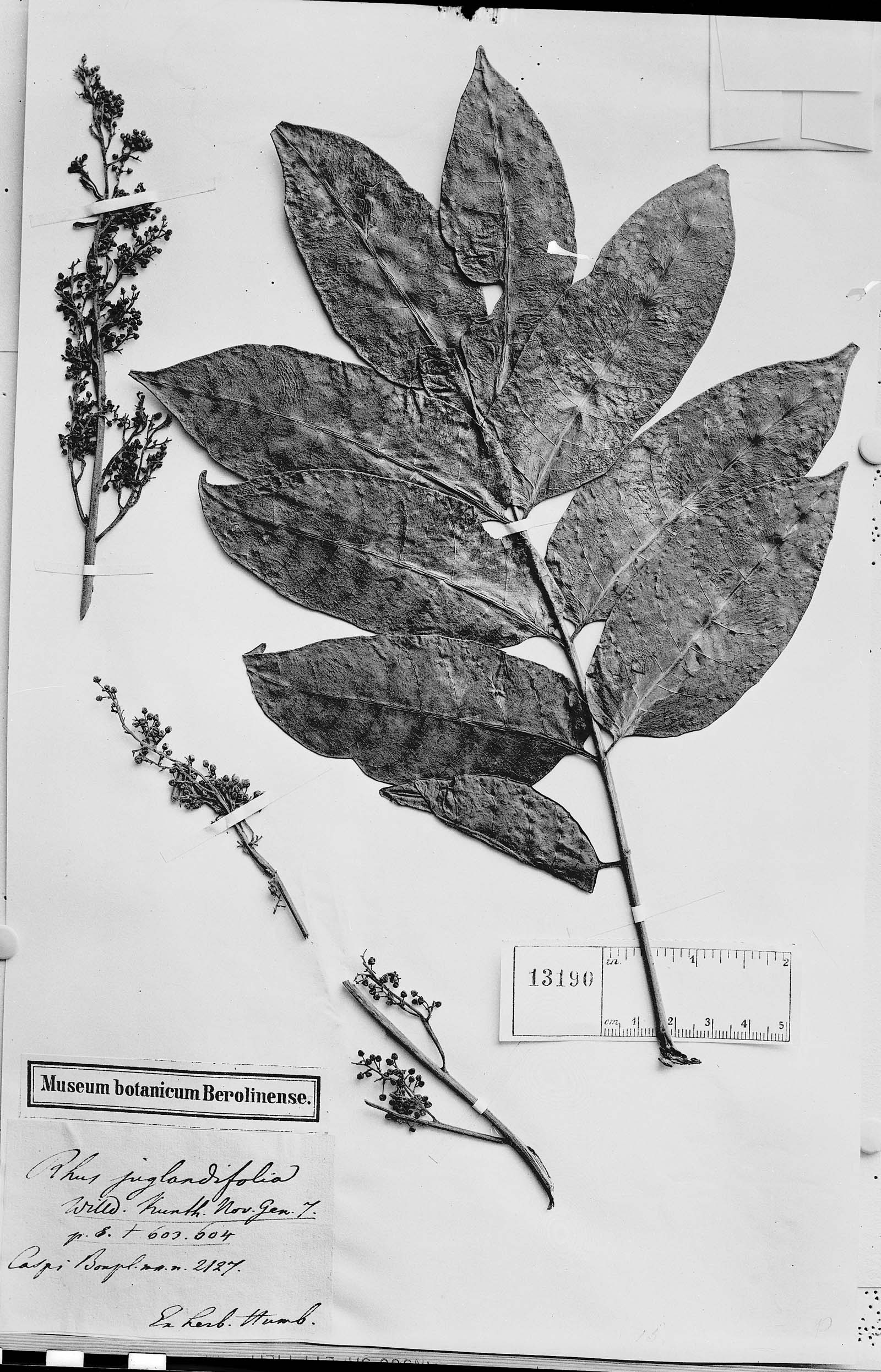 Rhus juglandifolia image
