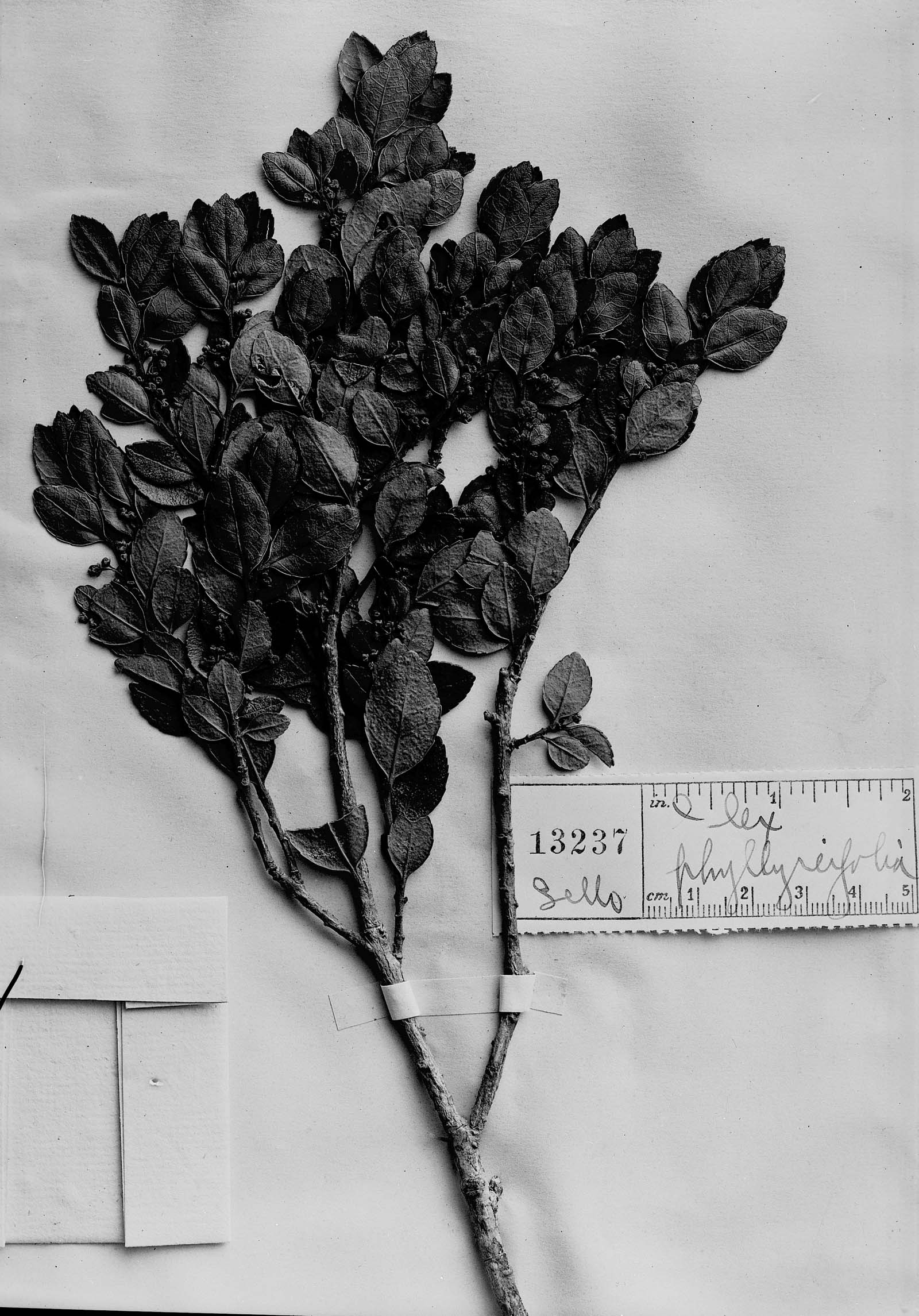 Ilex phillyreifolia image
