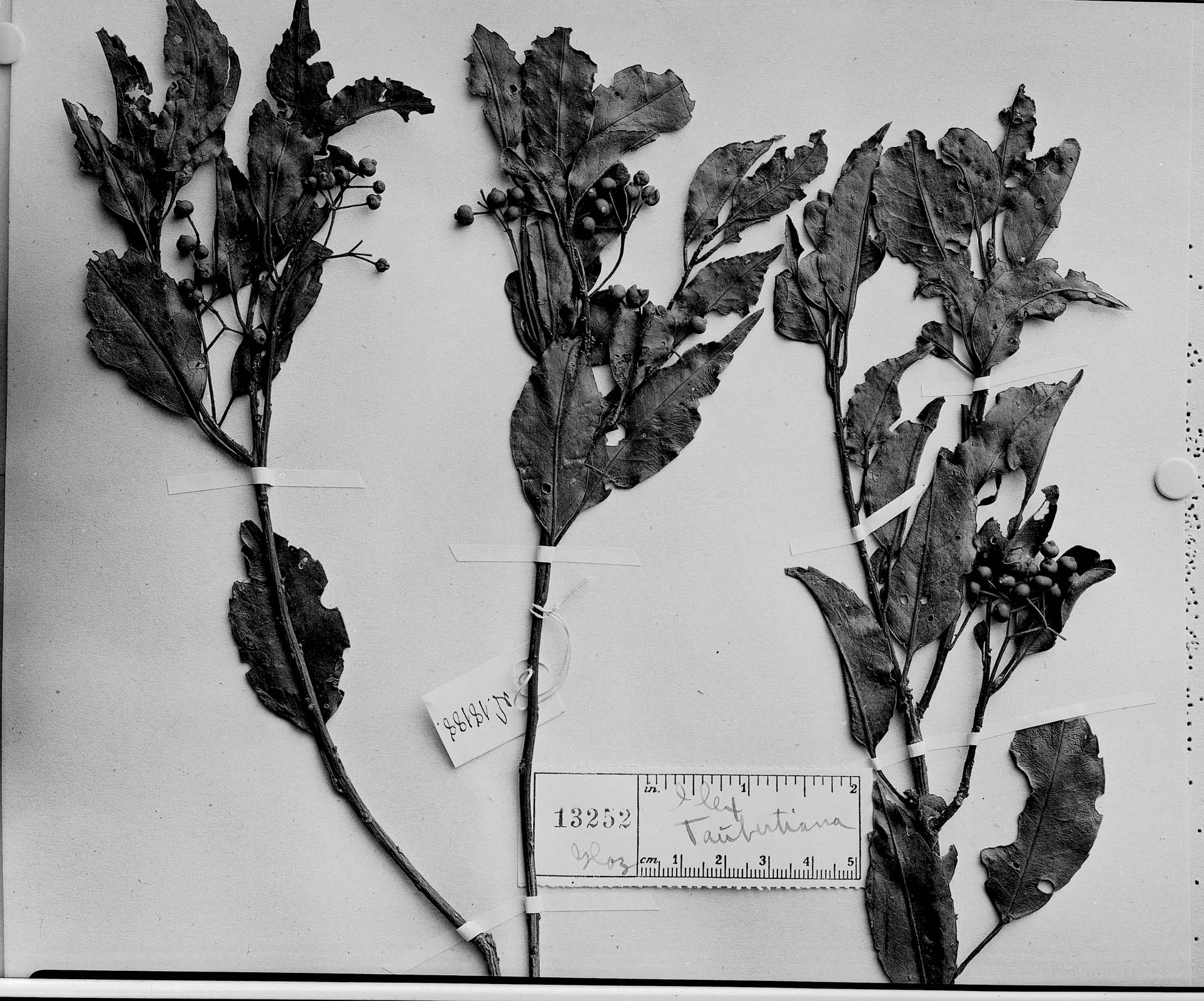 Ilex taubertiana thumbnail