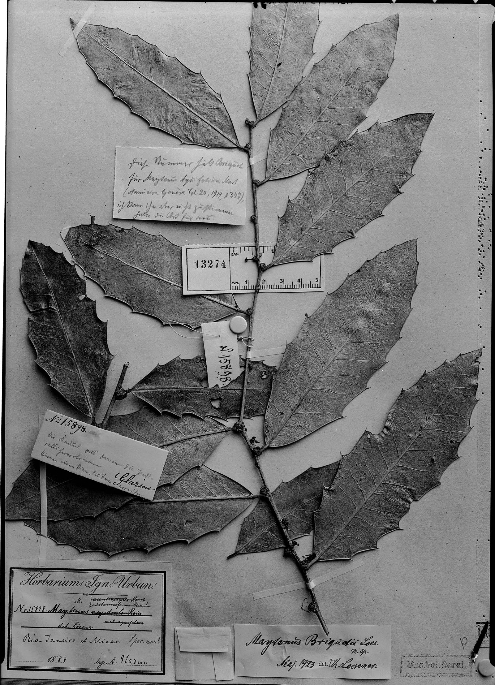 Monteverdia aquifolium image
