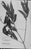 Monteverdia longifolia image