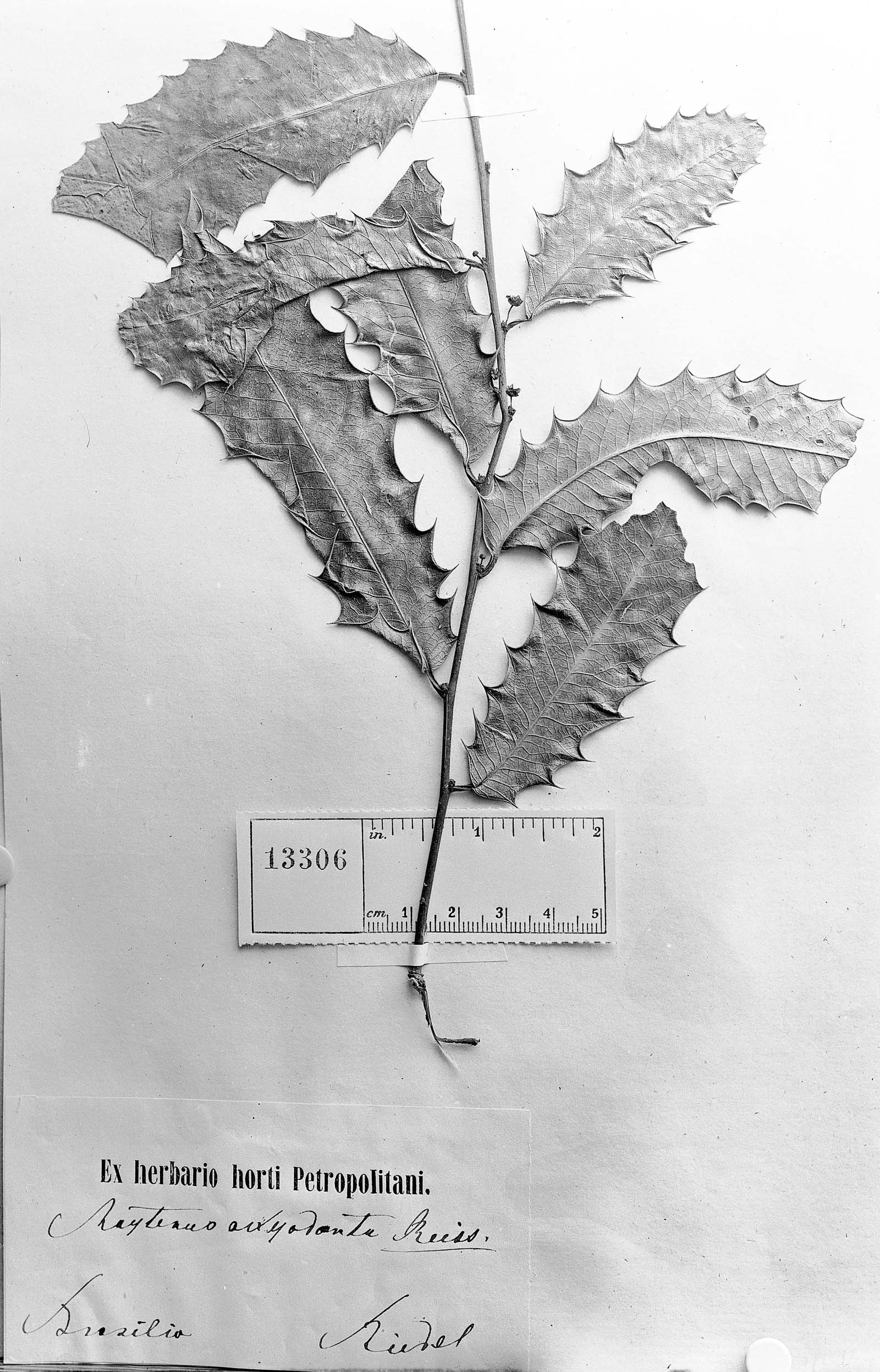 Monteverdia aquifolium image