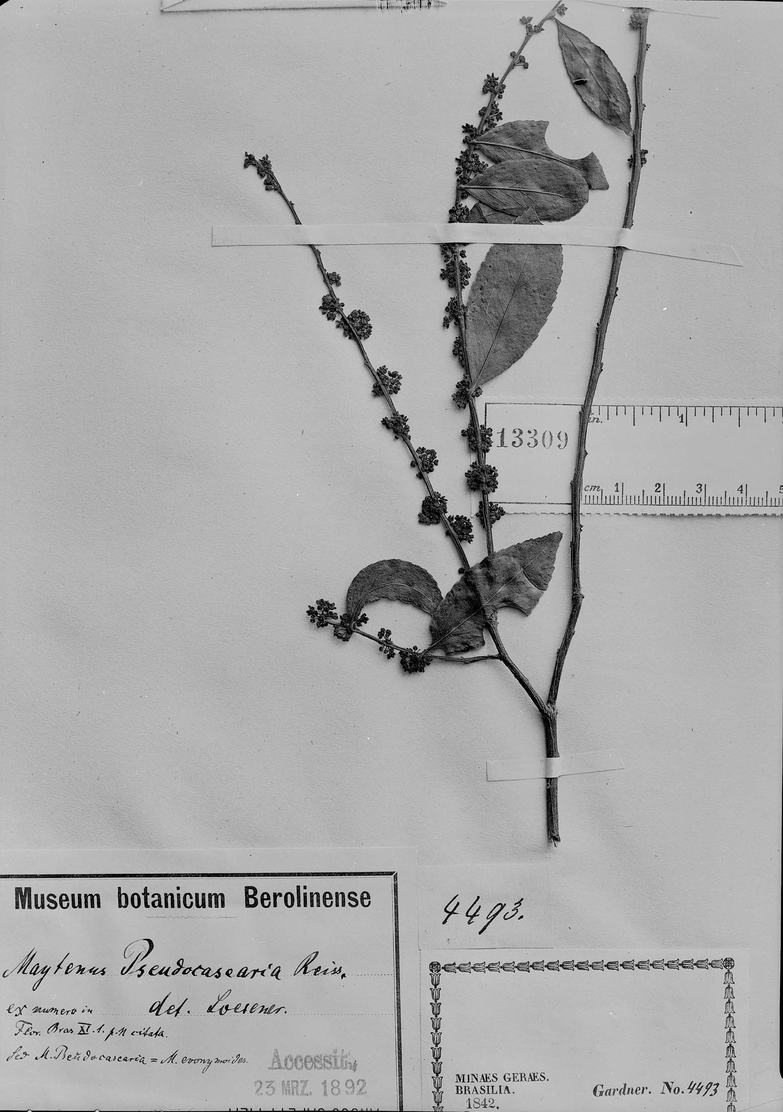 Monteverdia evonymoides image