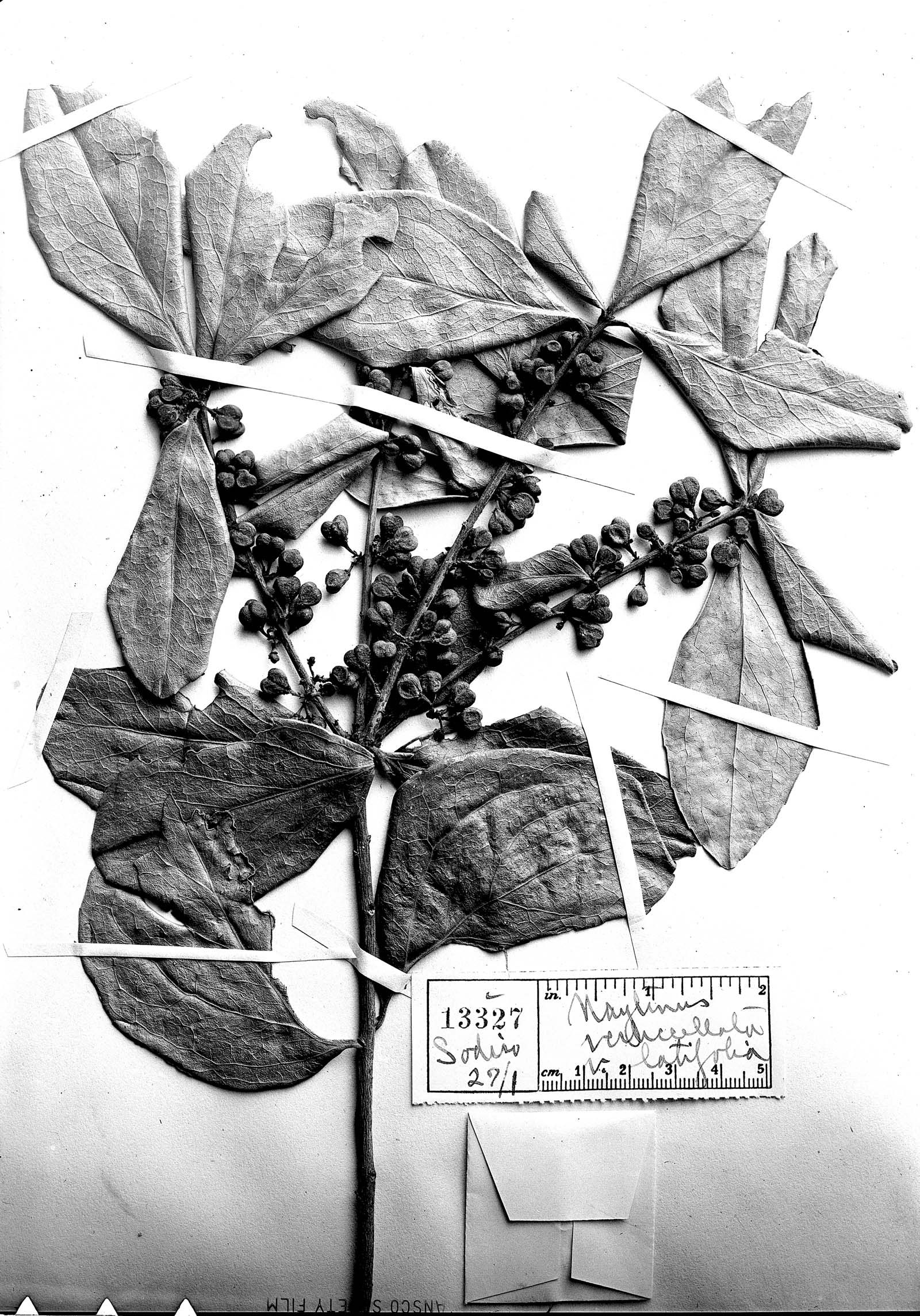 Maytenus verticillata var. latifolia image