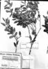Maytenus viscifolia image