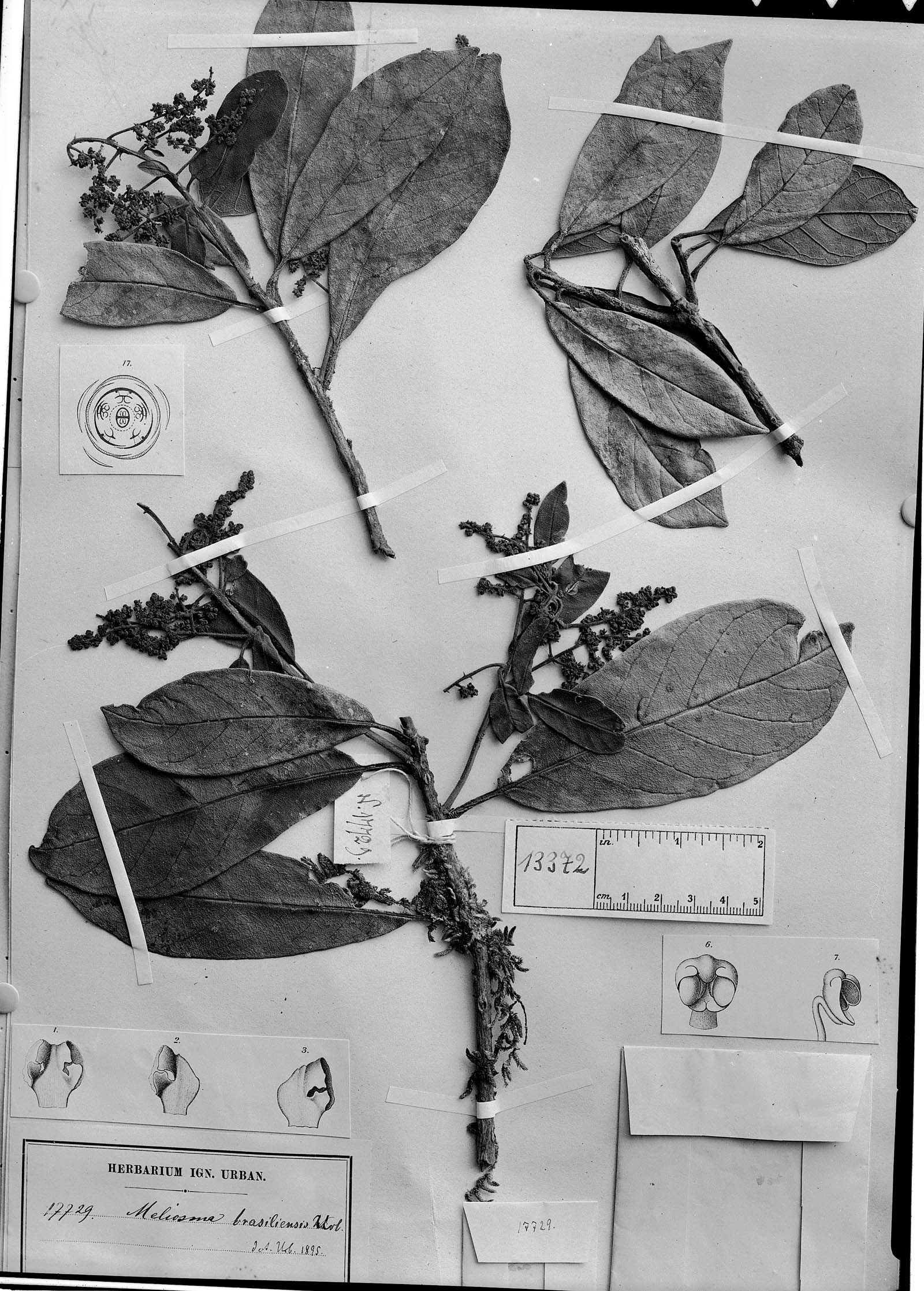 Meliosma sellowii image
