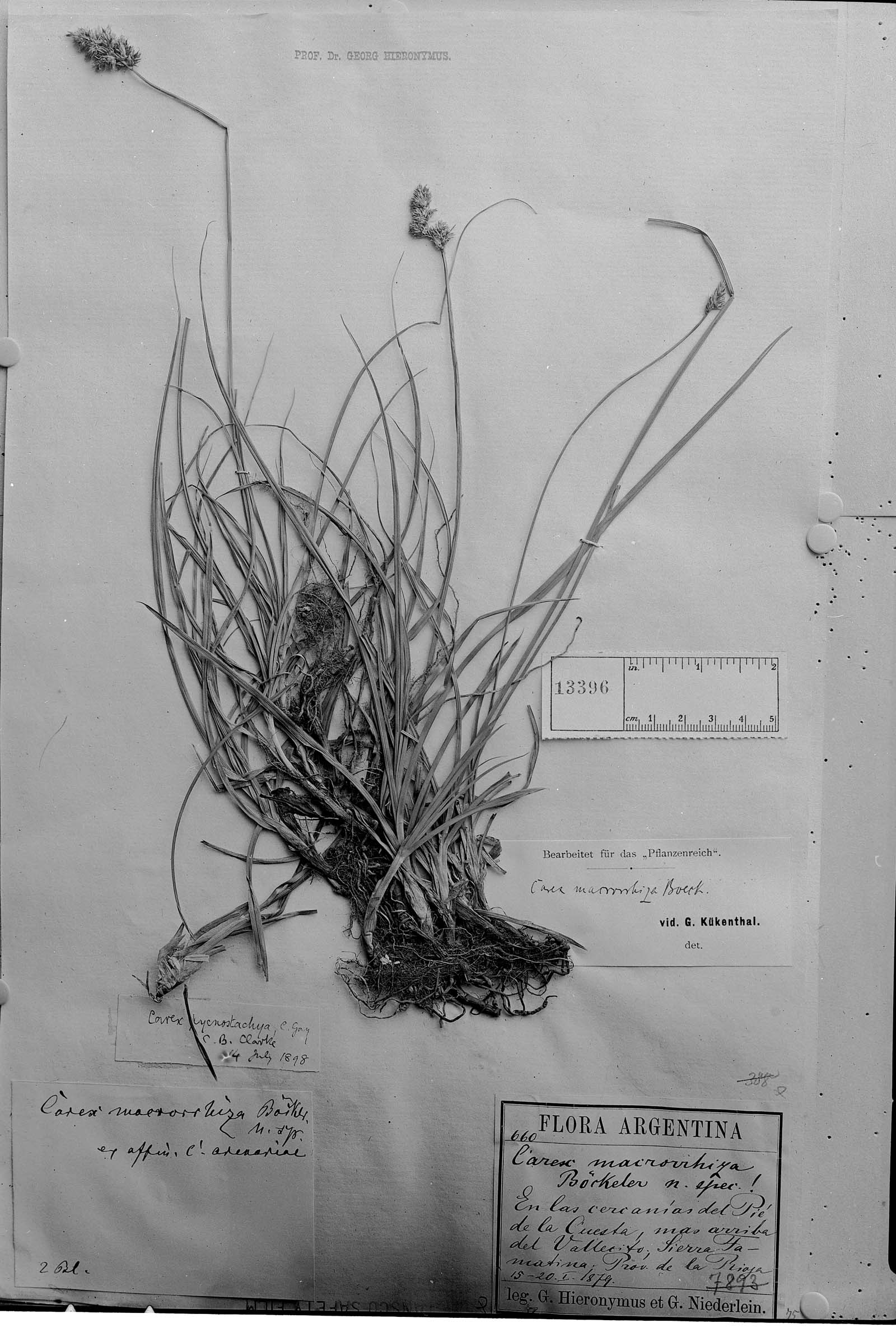 Carex macrorrhiza image