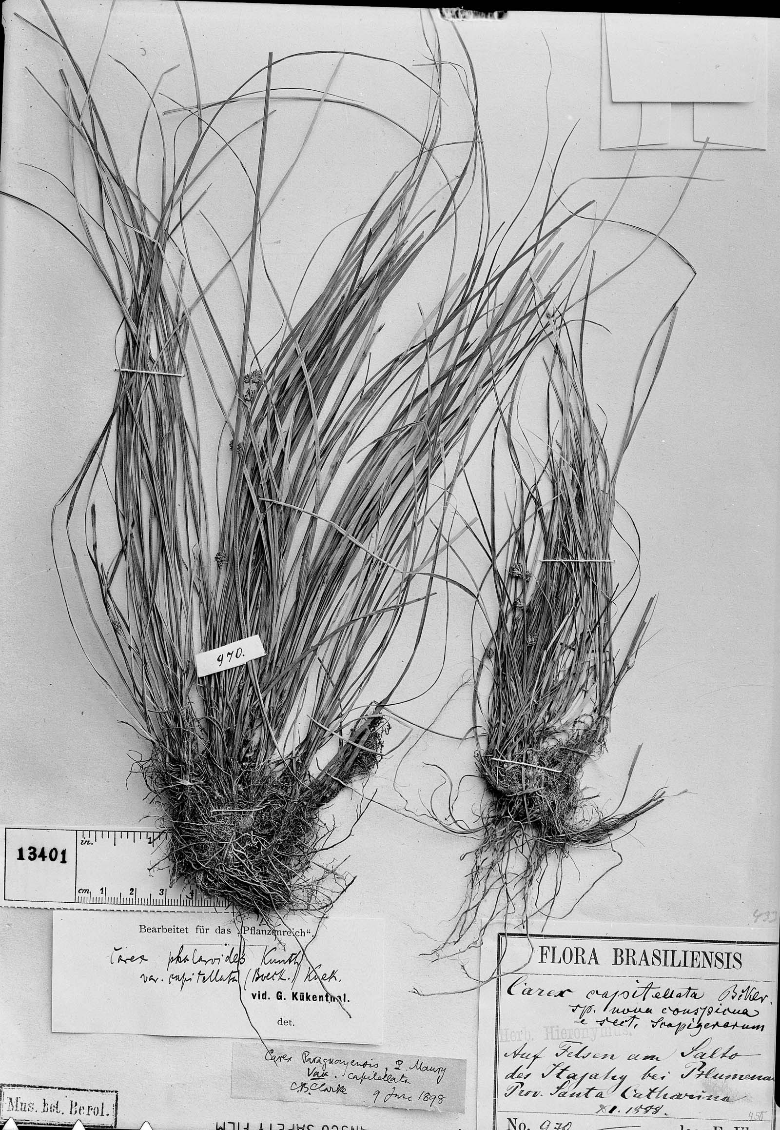 Carex capitellata image