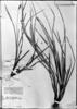 Carex sellowiana image