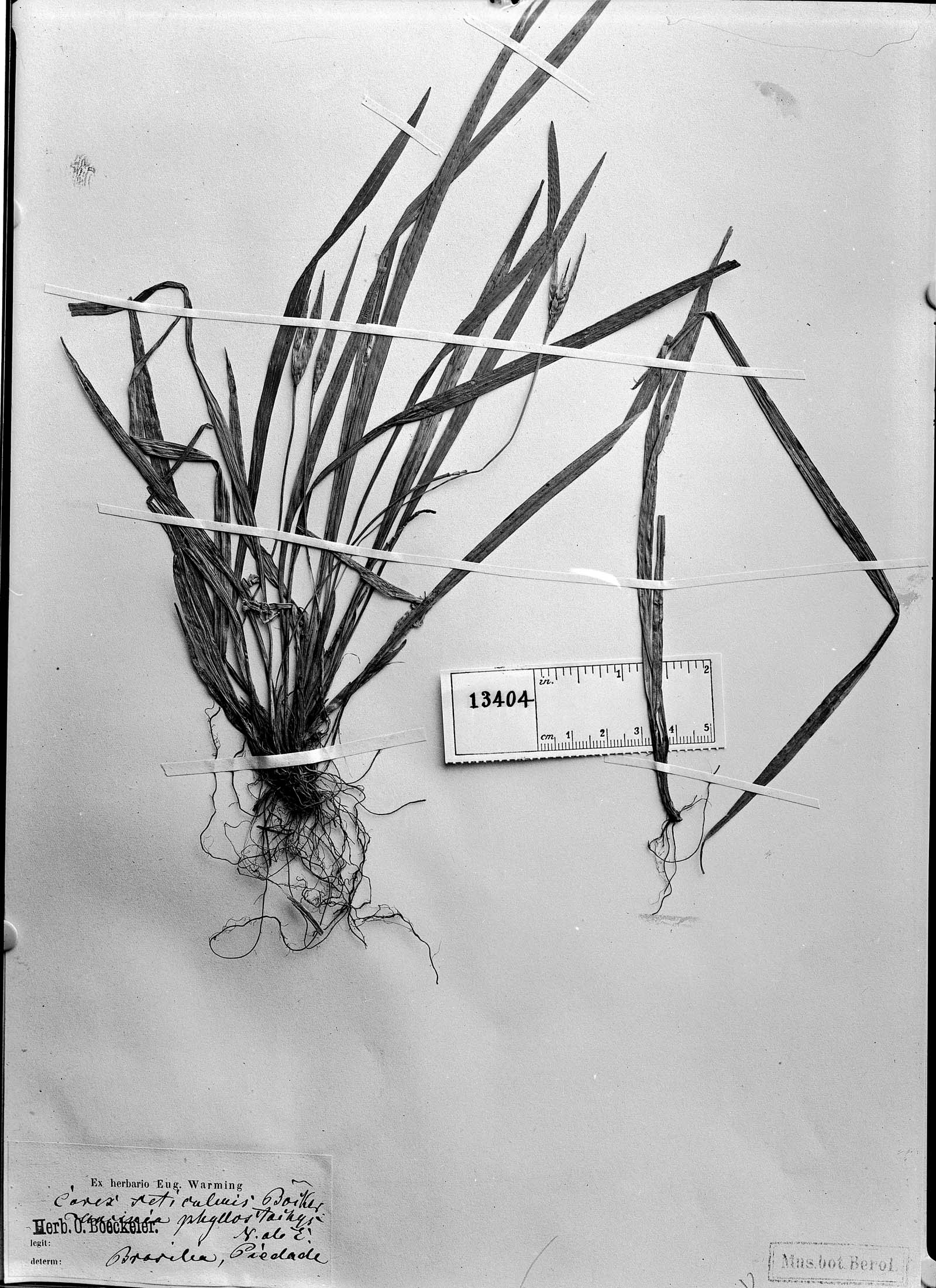 Carex seticulmis image