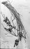 Carex sodiroi image
