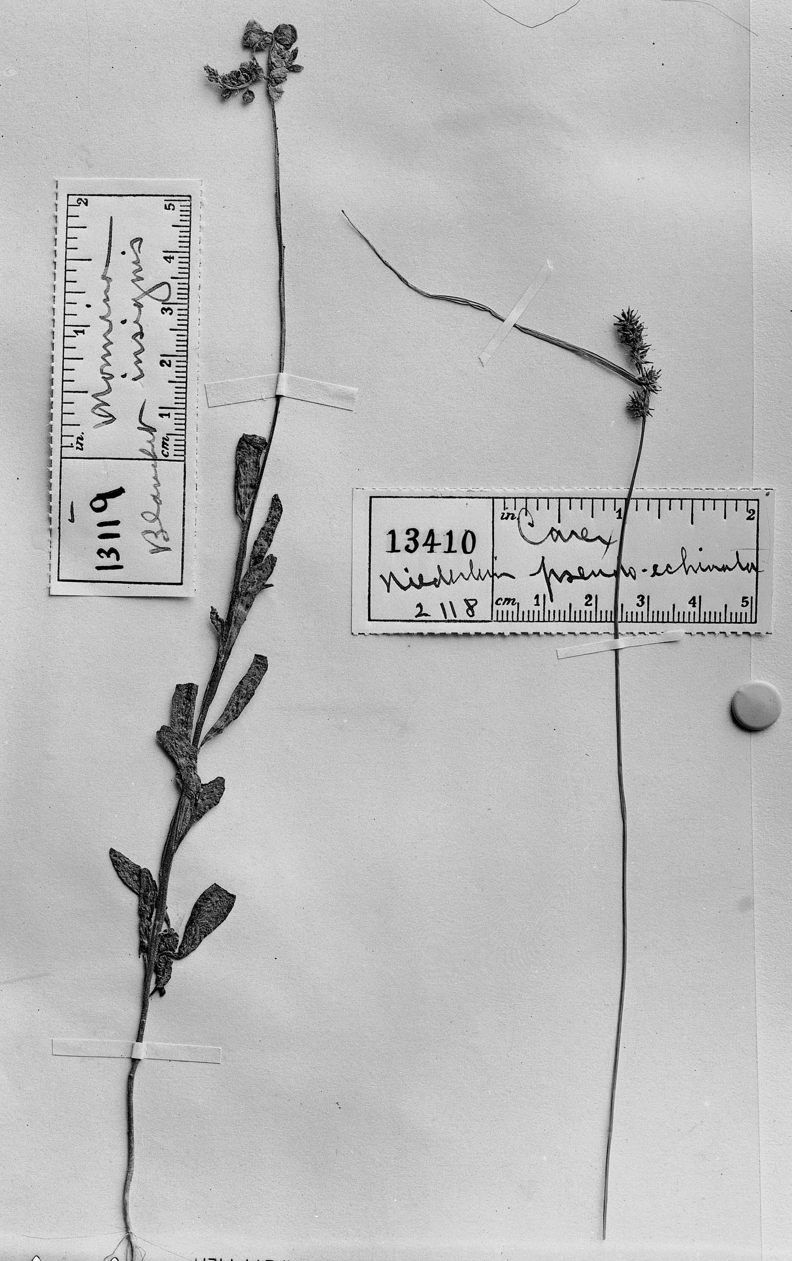 Carex uruguensis var. pseudoechinata image