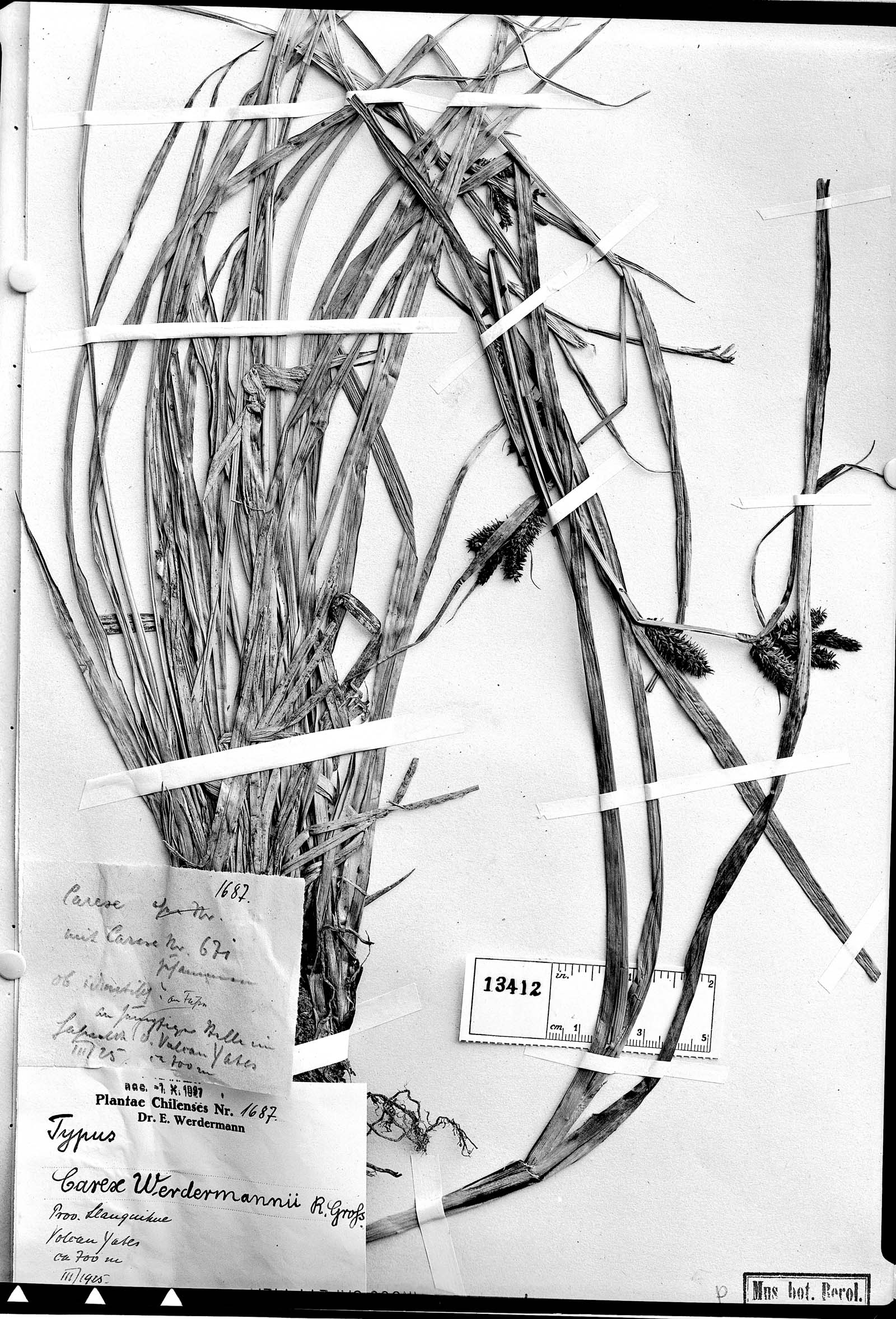 Carex werdermannii image