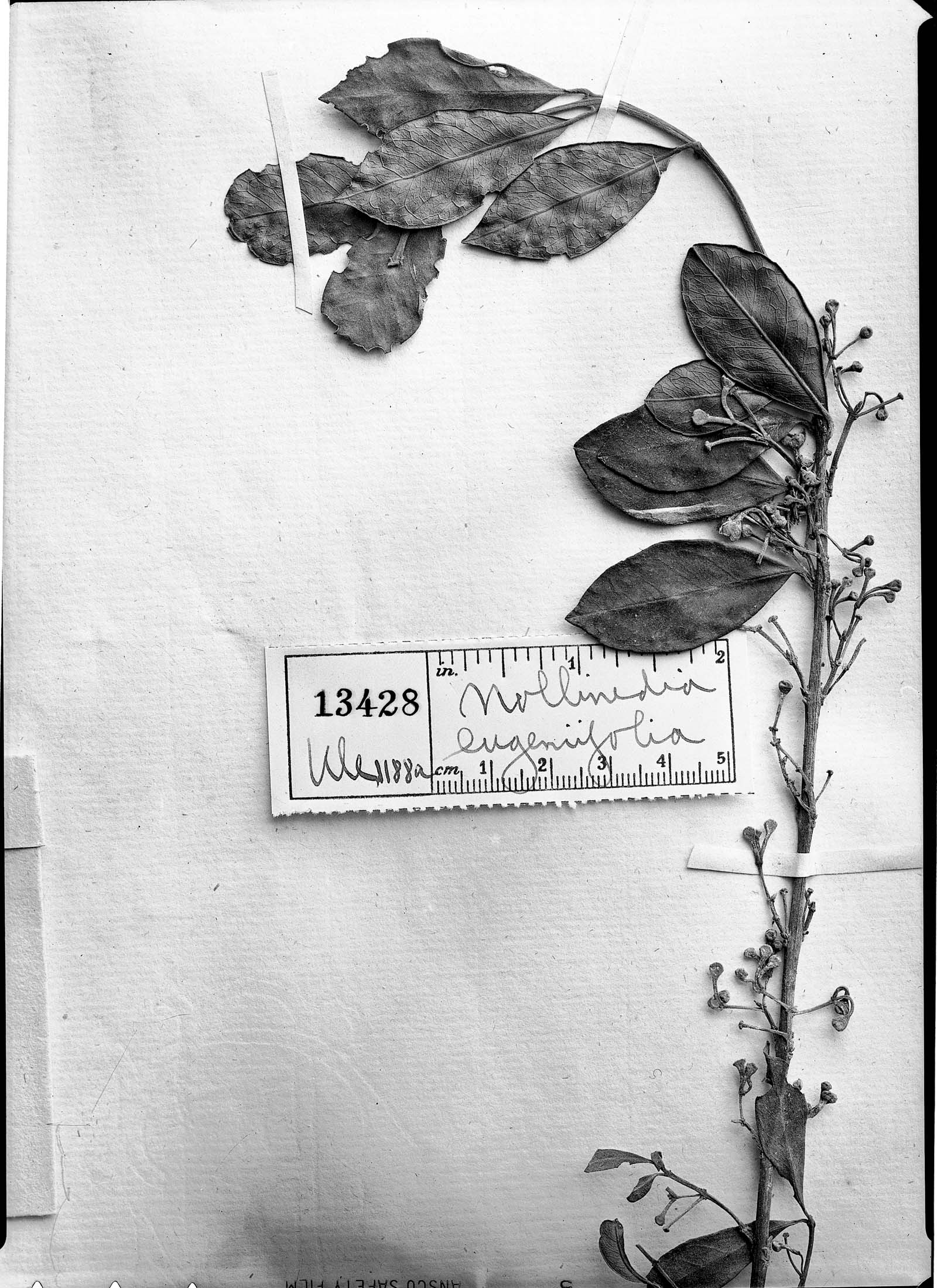 Mollinedia eugeniifolia image