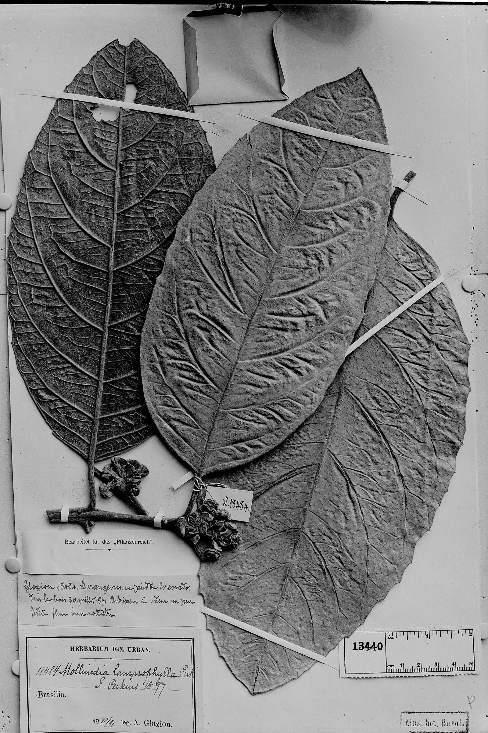Mollinedia lamprophylla image