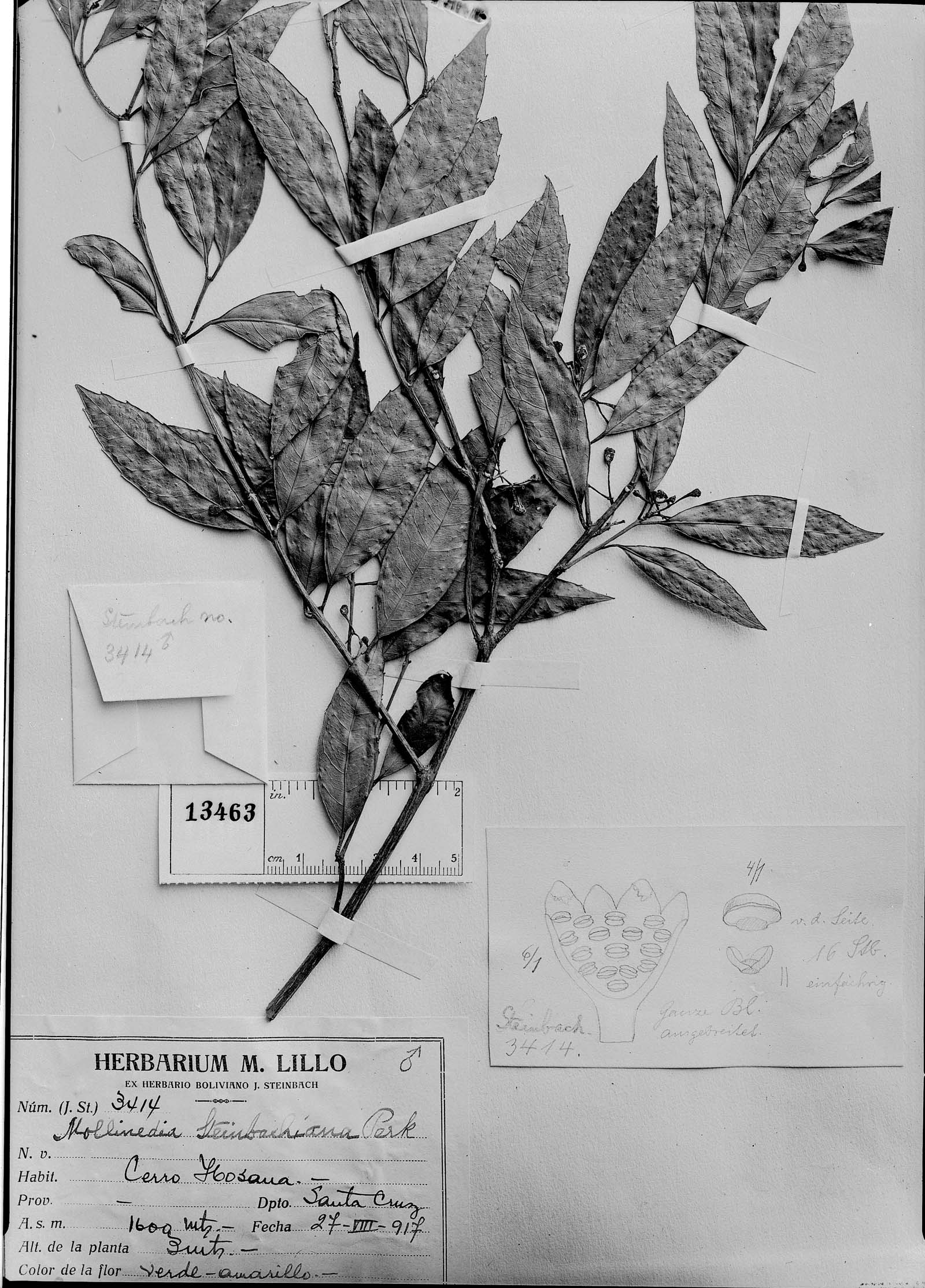 Mollinedia steinbachiana image