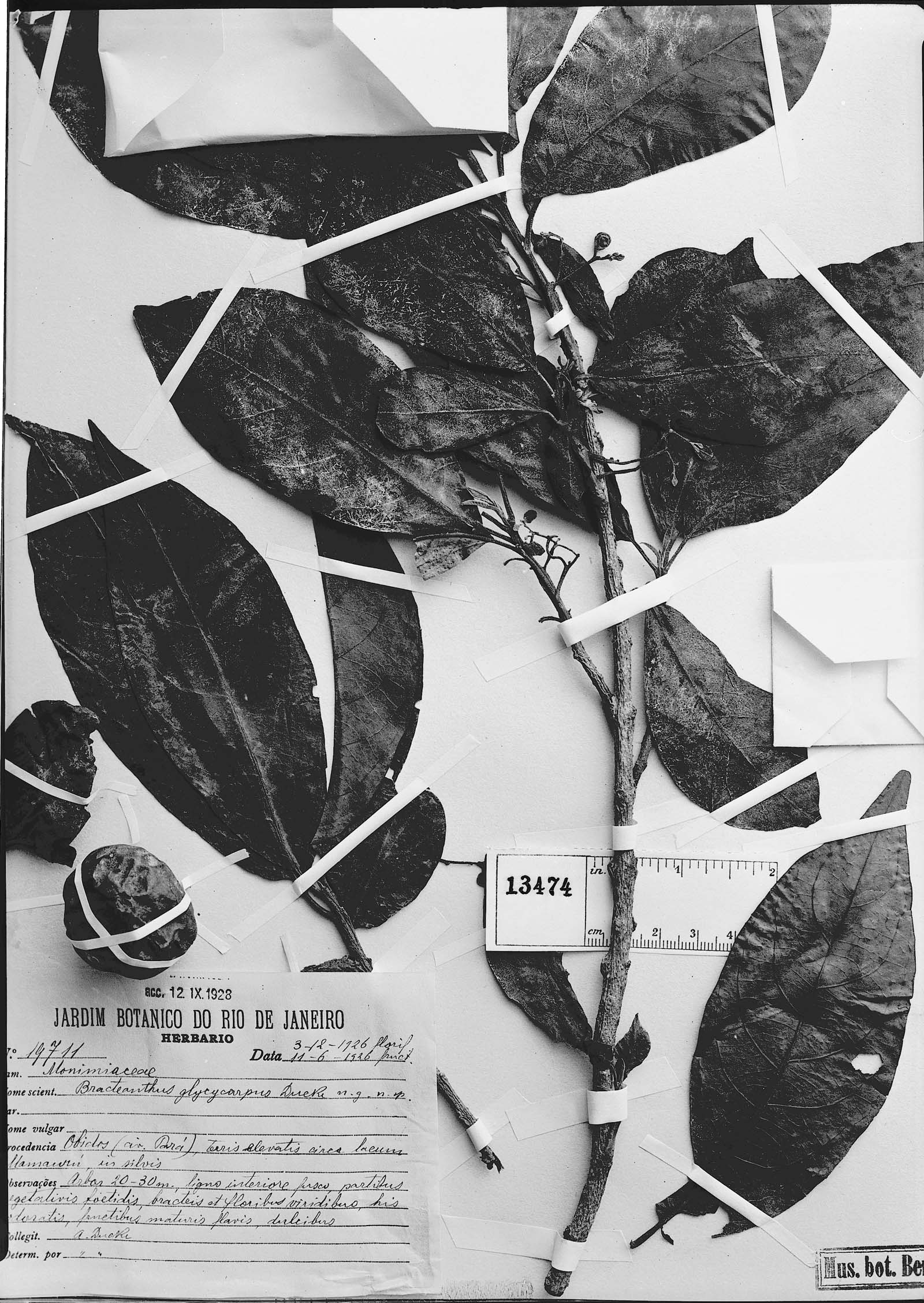 Siparuna glycycarpa image