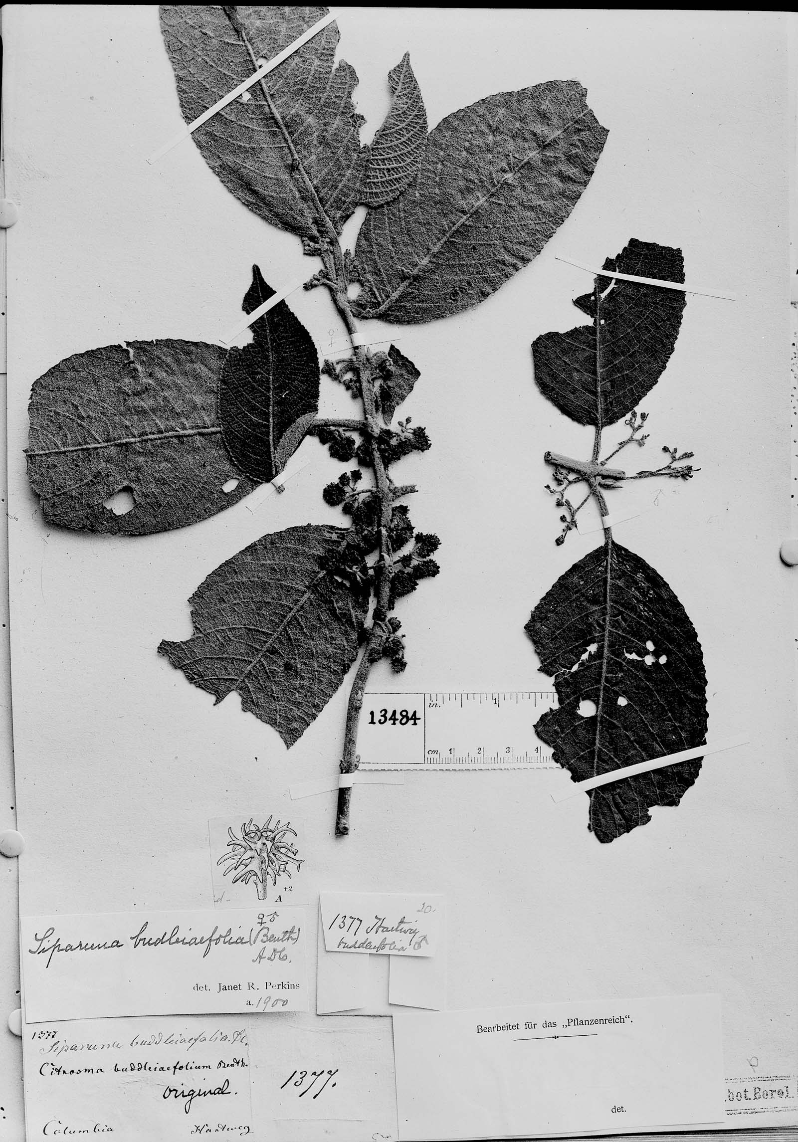 Citrosma buddleiaefolia image