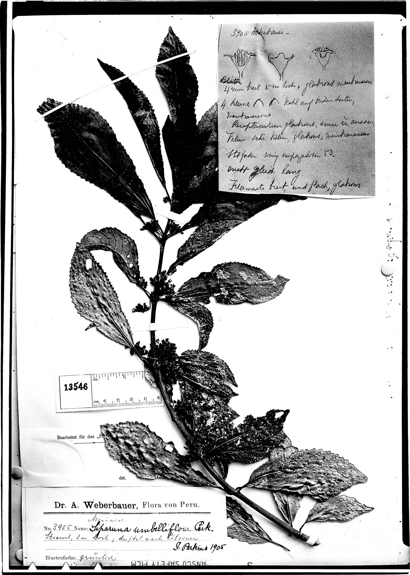 Siparuna umbelliflora image