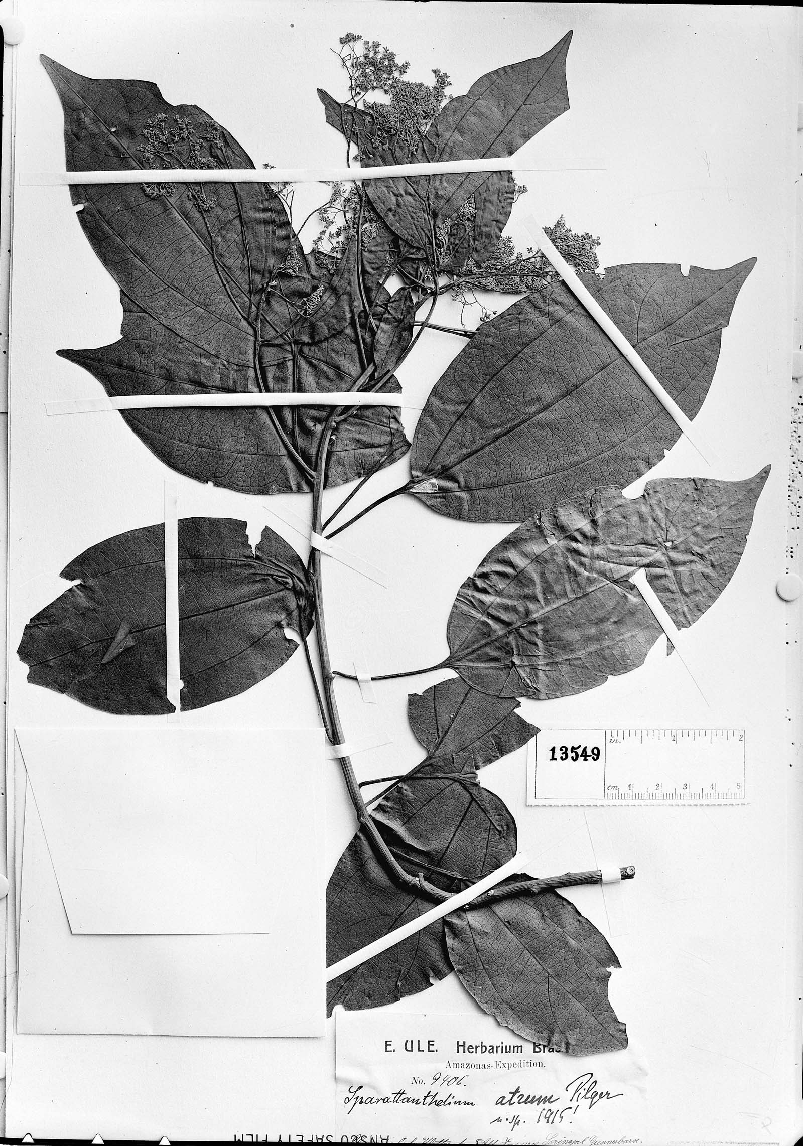 Sparattanthelium glabrum subsp. glabrum image